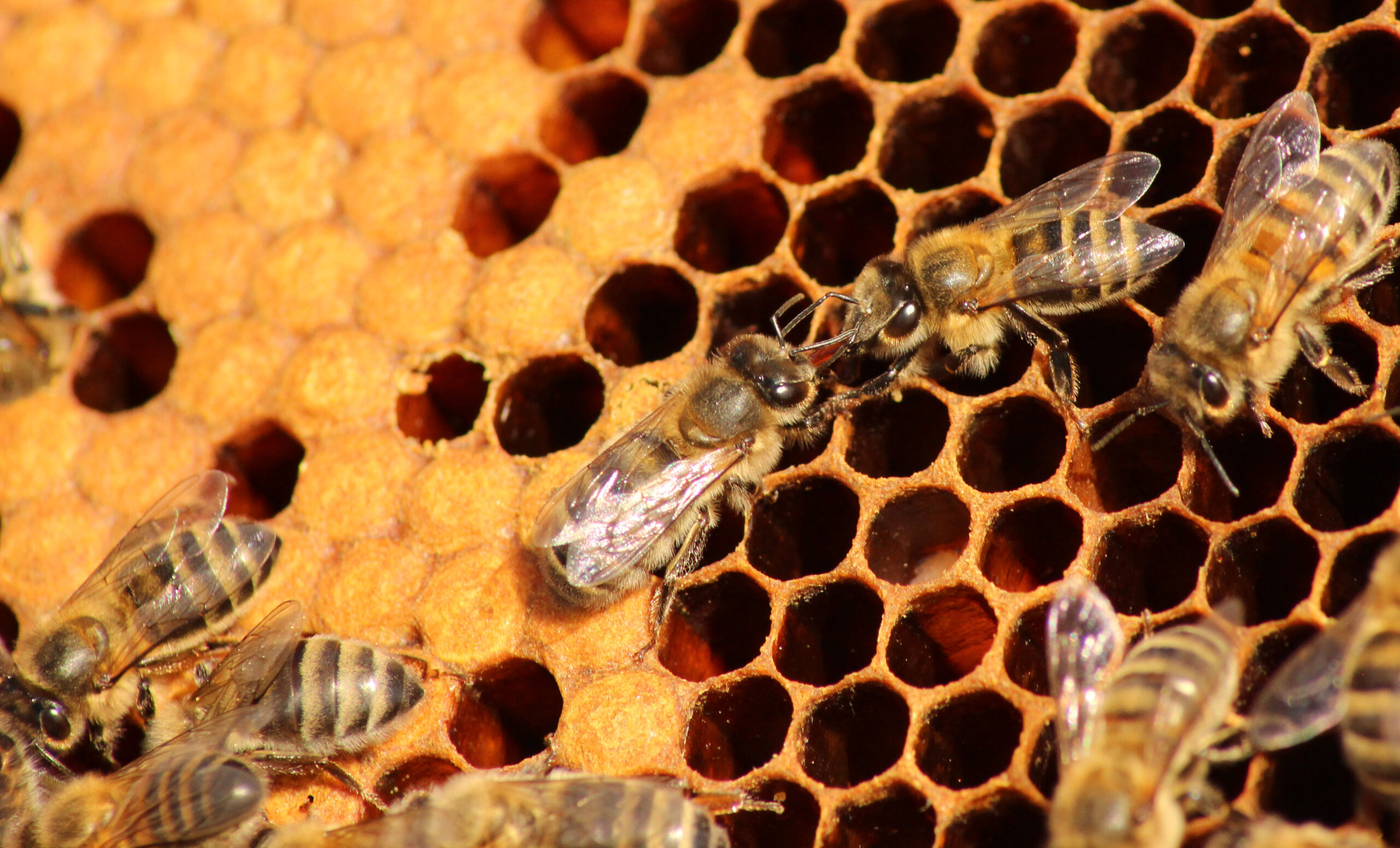 La manutentionnaire reseaubiodiversiteabeilles